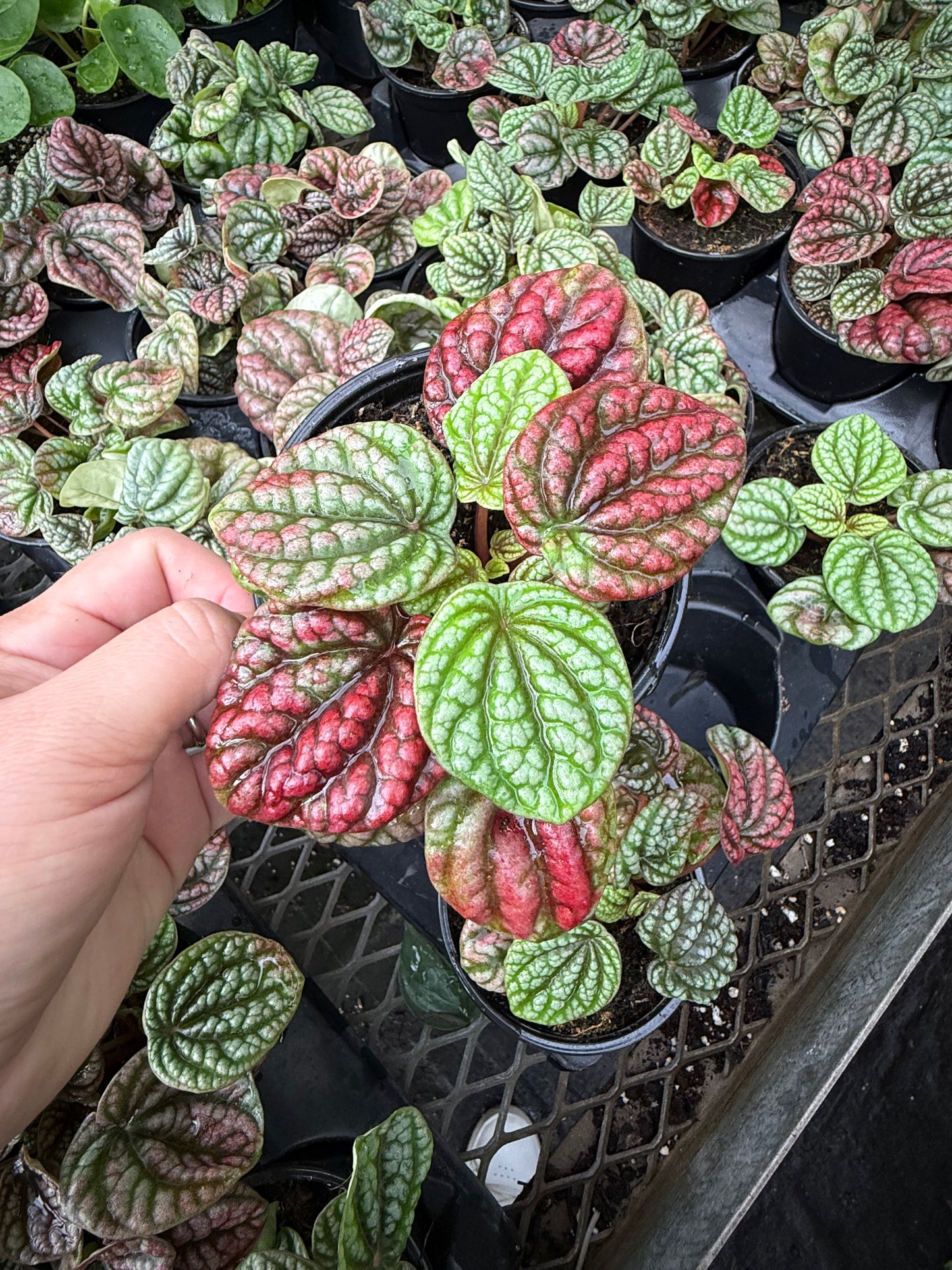 Peperomia ‘Burbella Red’