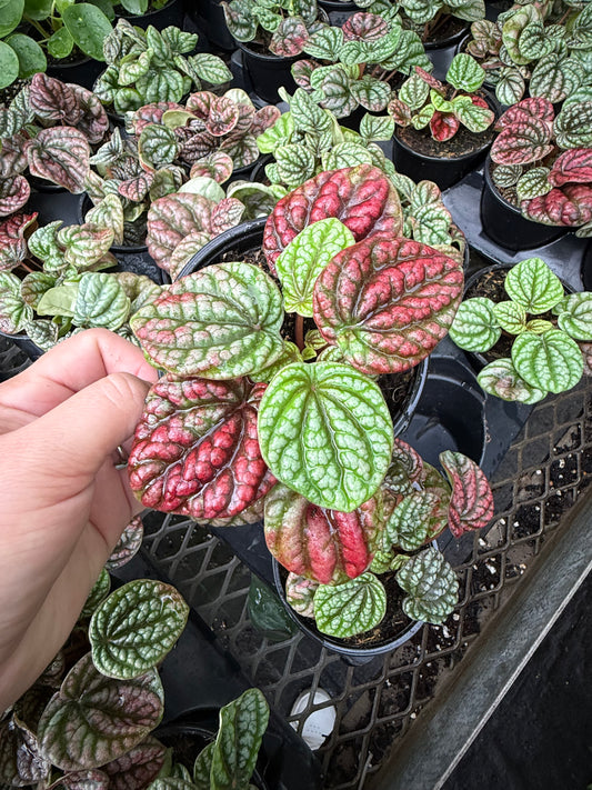 Peperomia ‘Burbella Red’