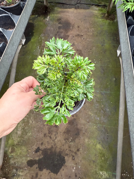 Aralia Persil (Polyscias fruticosa)