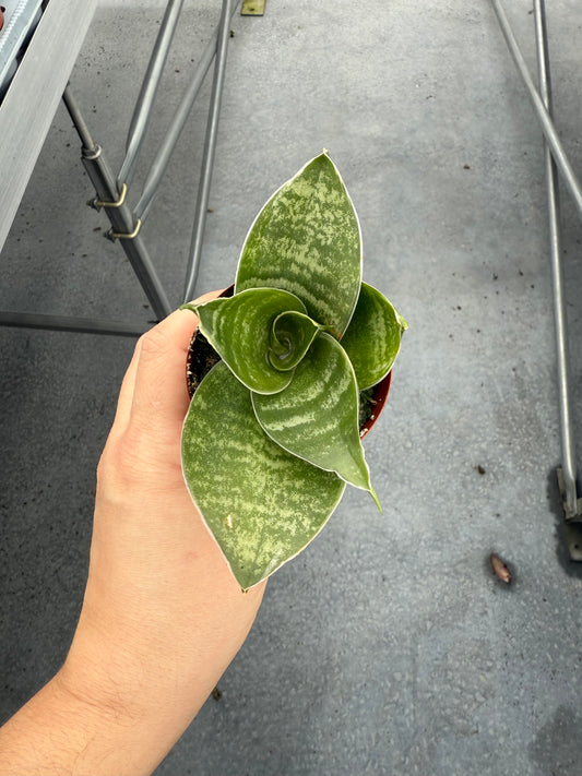 Sanseveria ‘Green Hahnii’