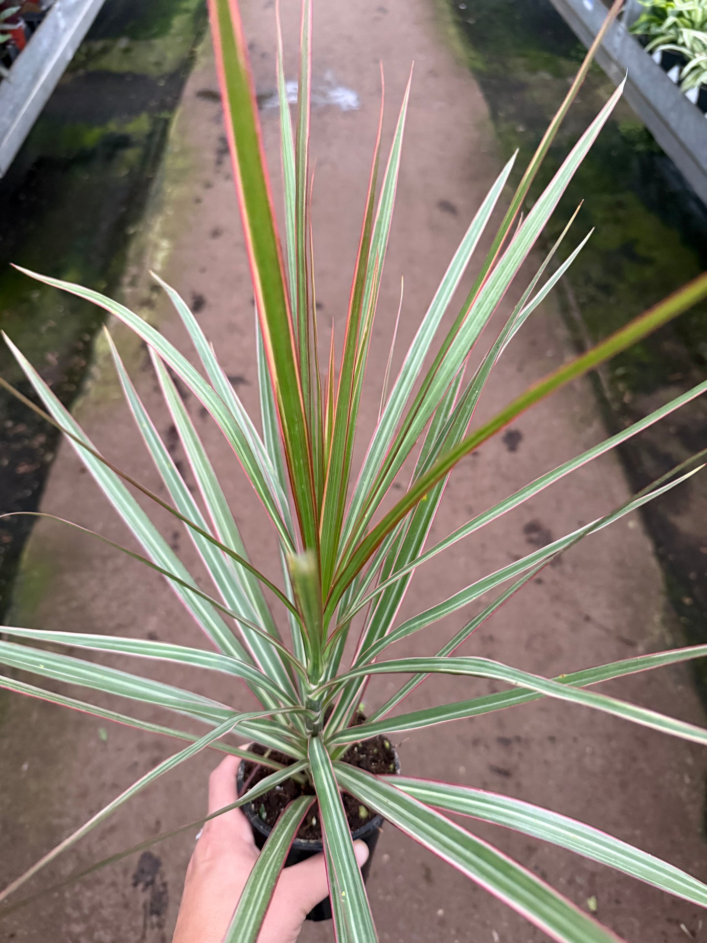 Dracaena marginata 'Bicolor'