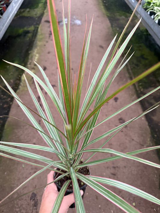 Dracaena marginata ‘Bicolor’