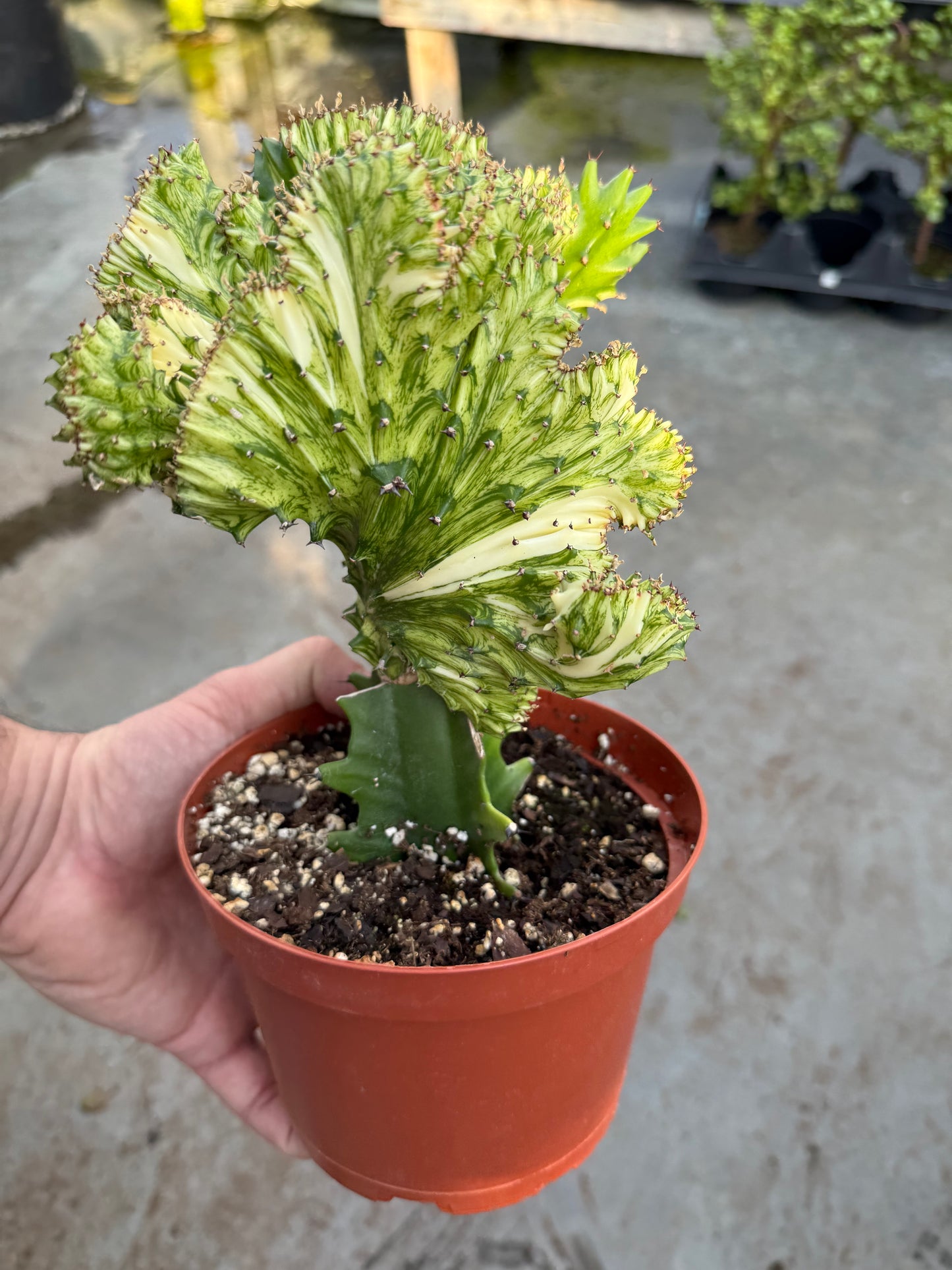 Euphorbe 'Jaune corail'
