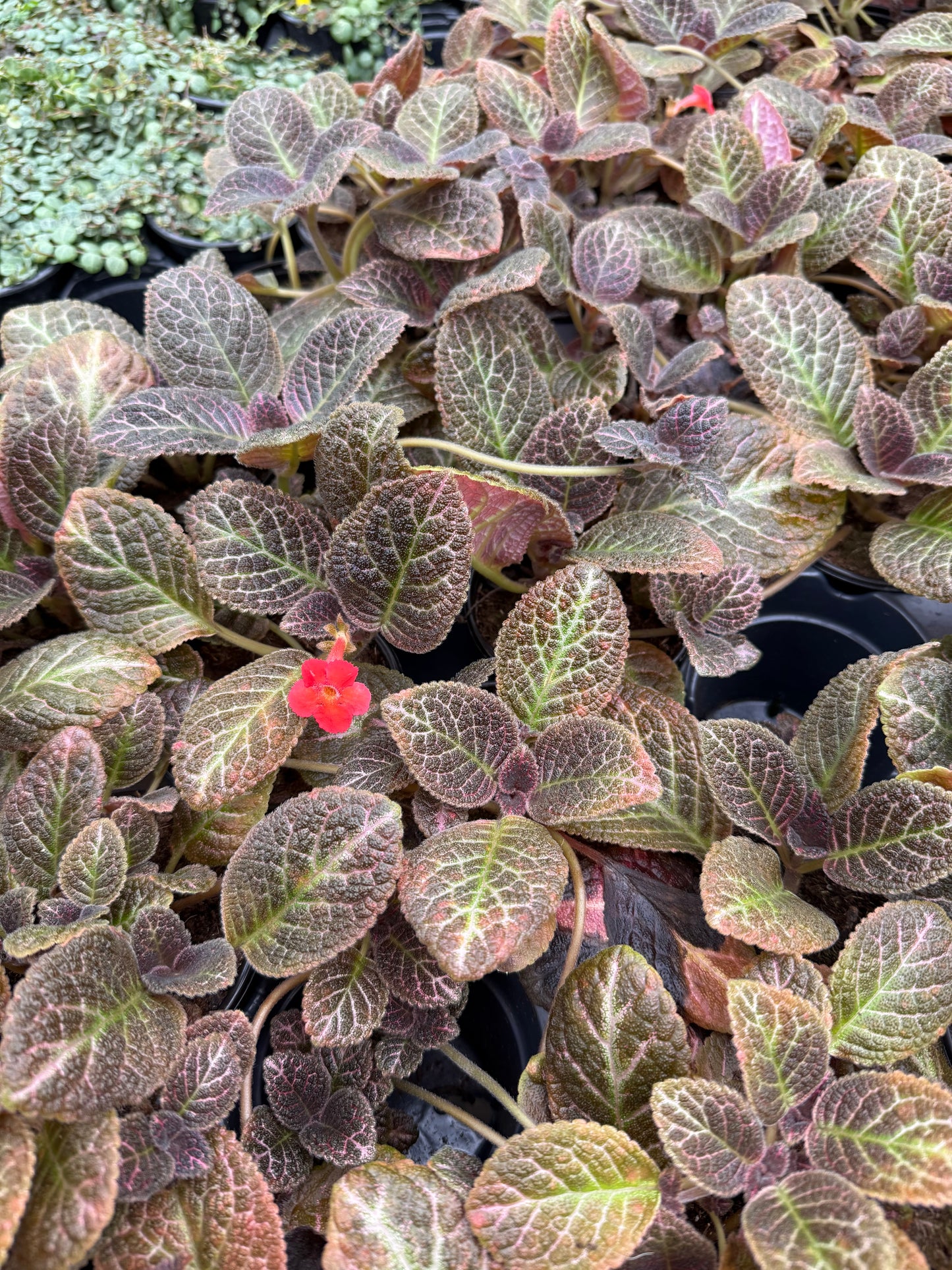 Episcia ‘Copper’