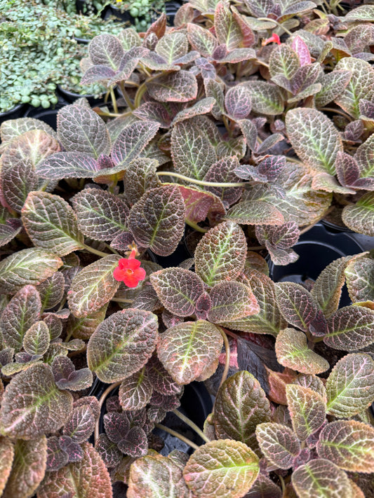 Episcia 'Copper'