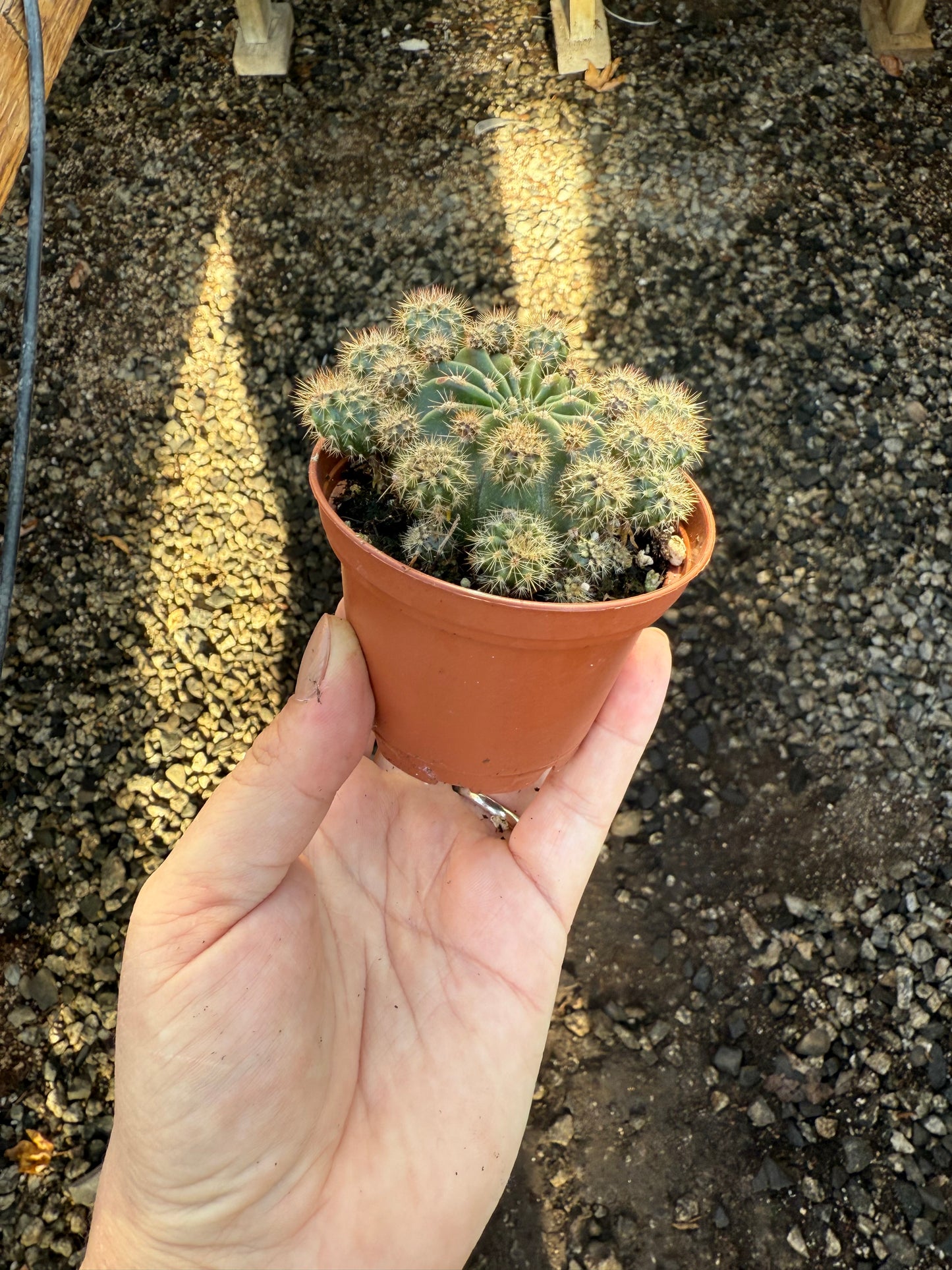 Echinopsis oxygona