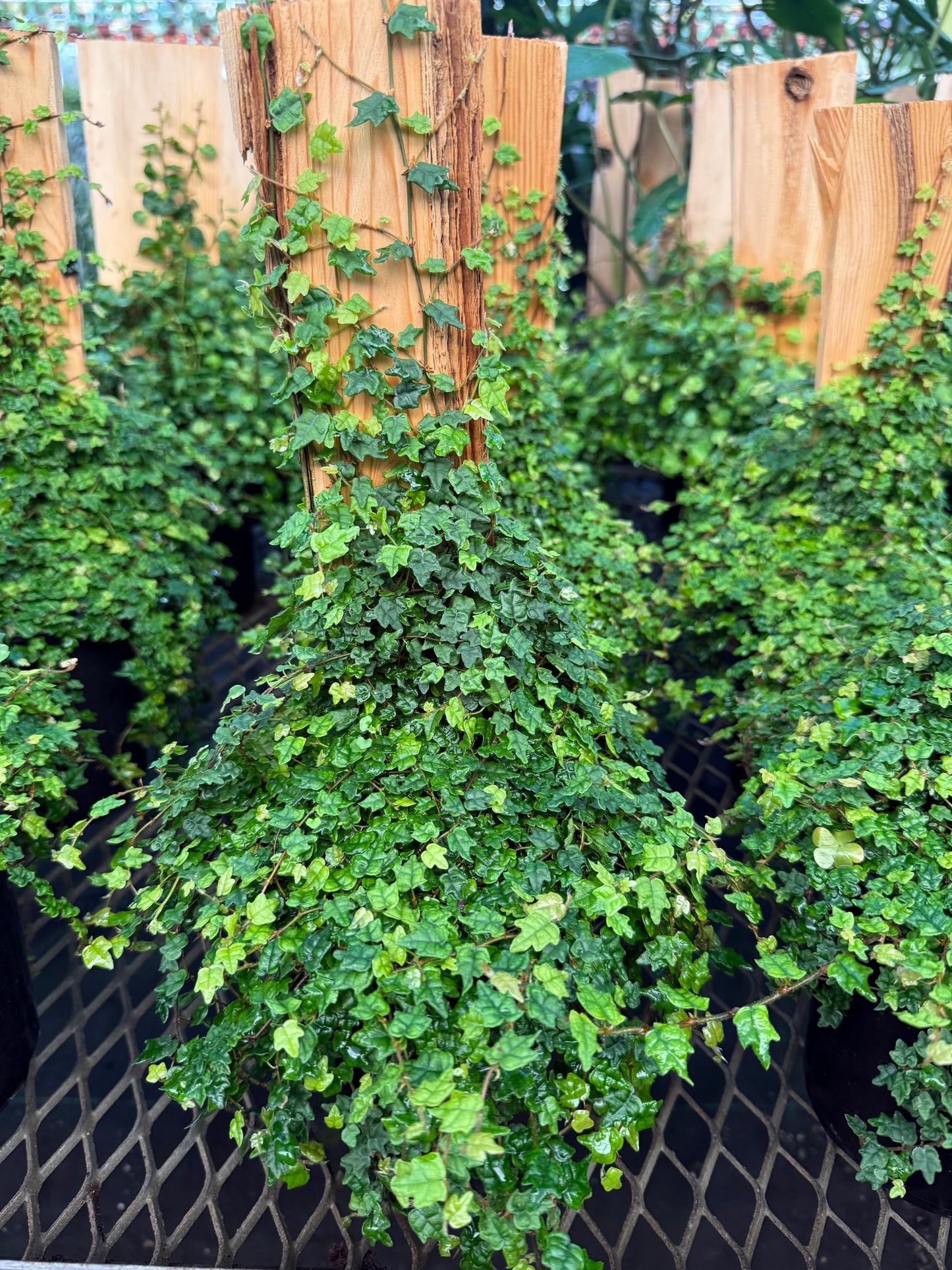 Ficus pumila Quercifolia - ‘String of Frogs’