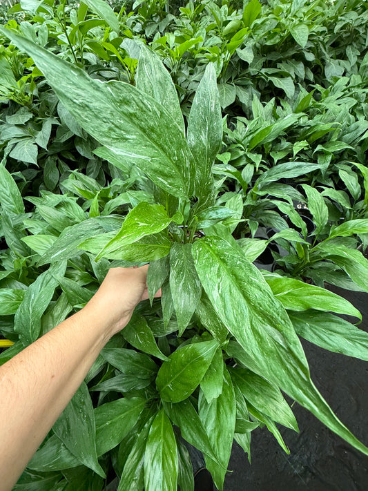 Spathiphyllum ‘Variegata’