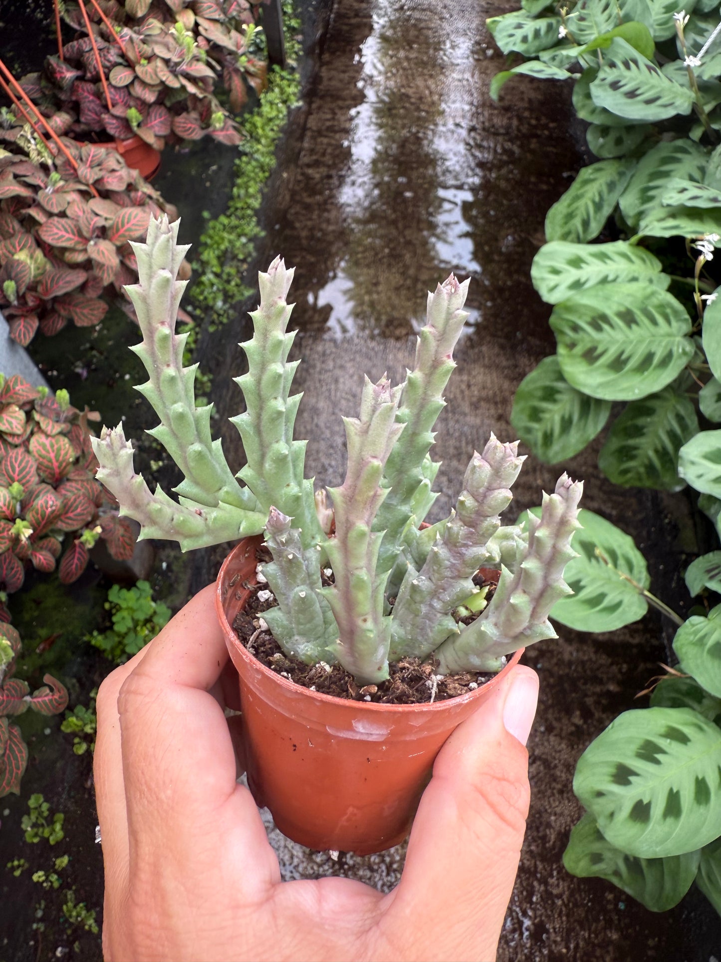 Stapelia ‘Star fish flower’