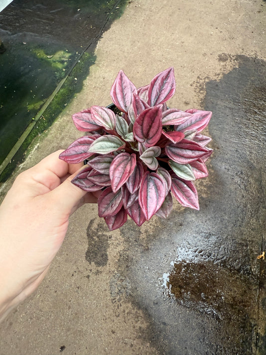 Peperomia caperata ‘Cayenne’