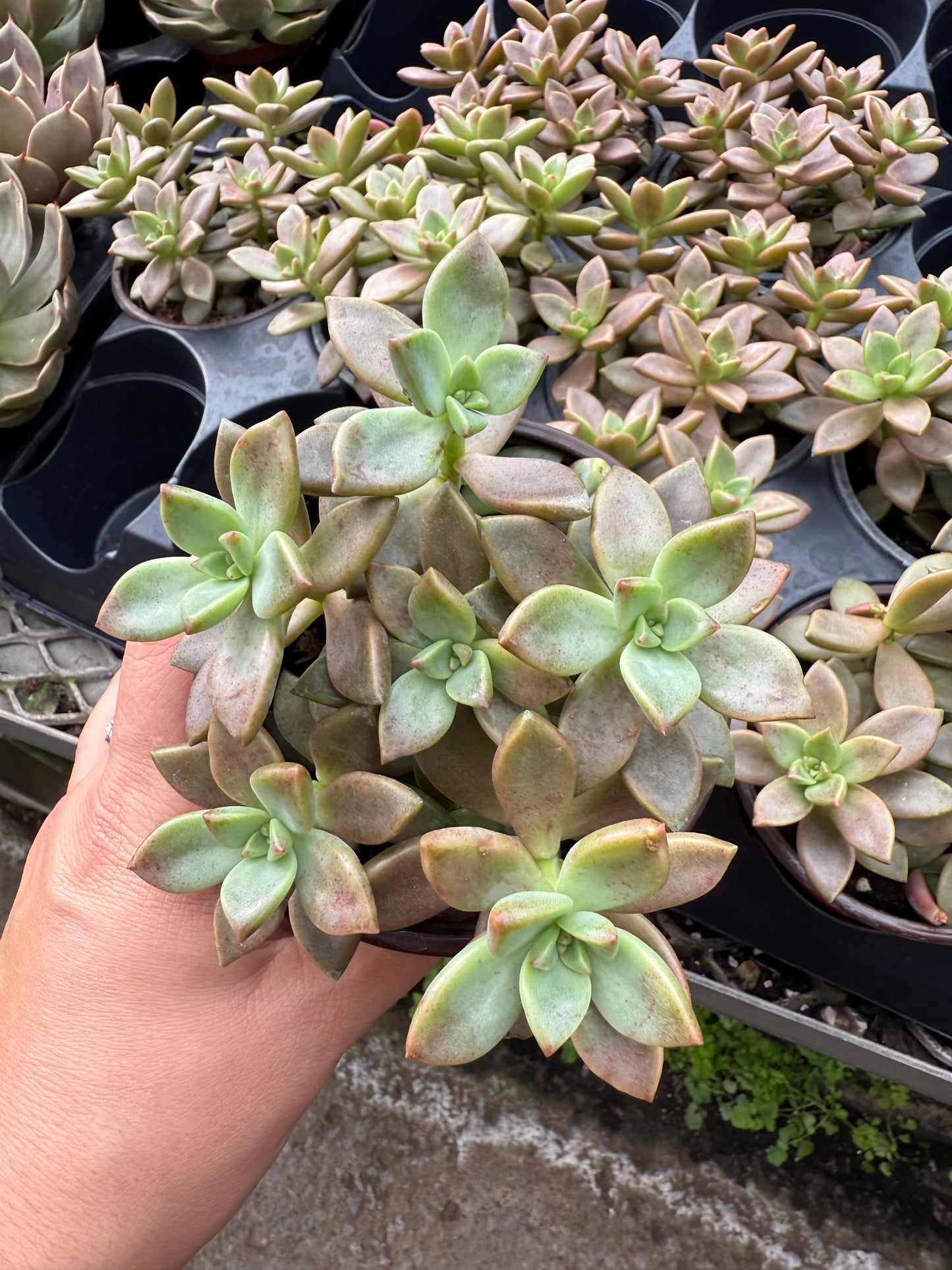 Graptopetalum ‘Bronze’