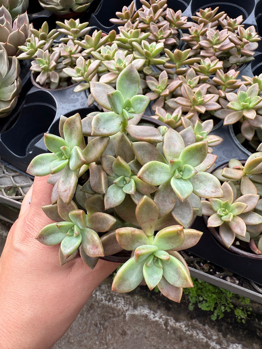 Graptopetalum ‘Bronze’