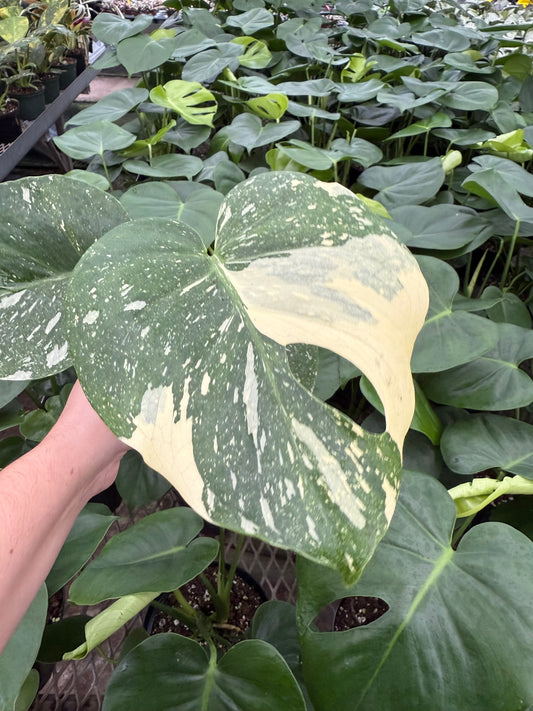 Monstera Thai Constellation