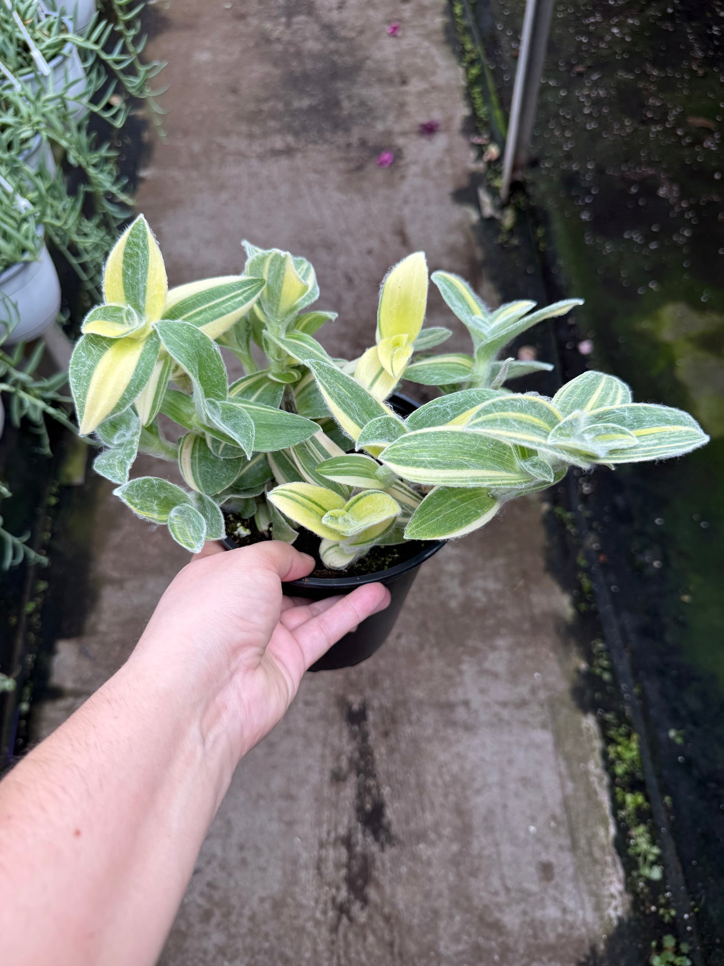 Tradescantia 'Velvet Stripe'