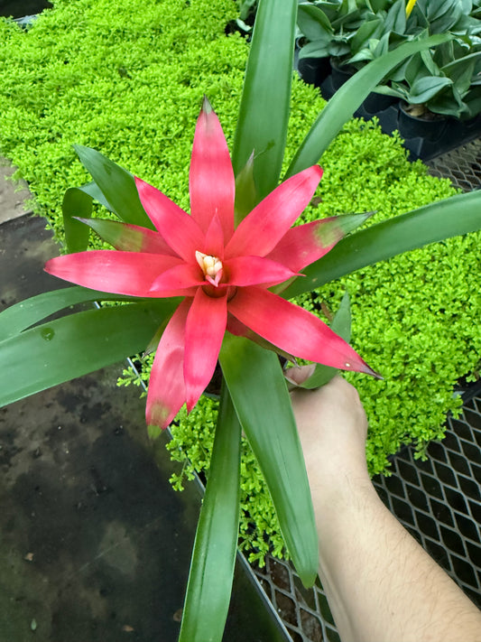 Bromeliad
