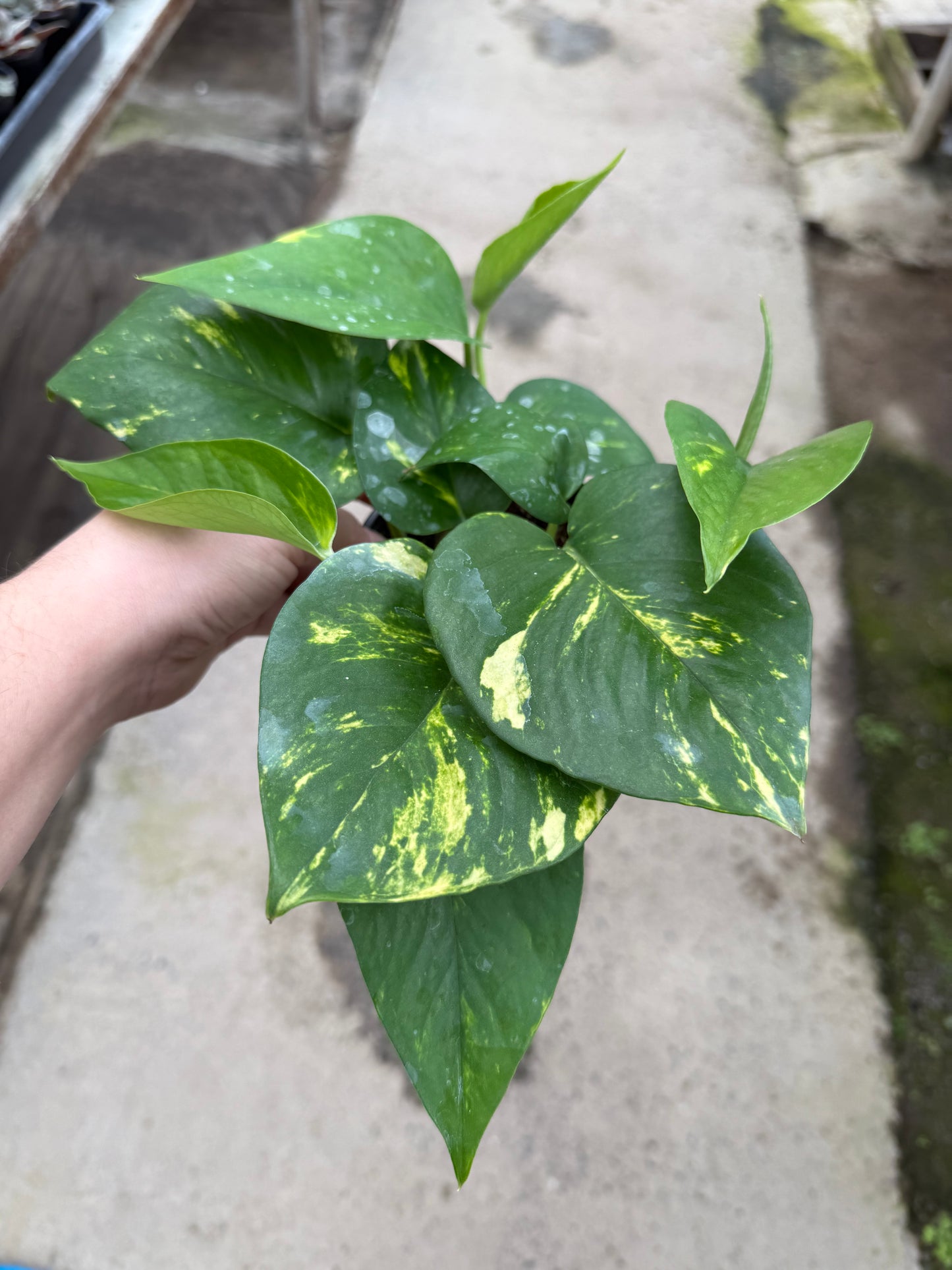 Pothos ‘Golden Select’