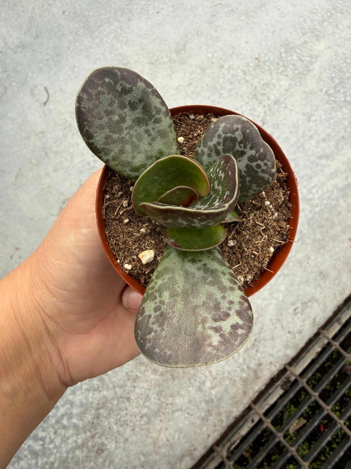 Adromischus maculatus