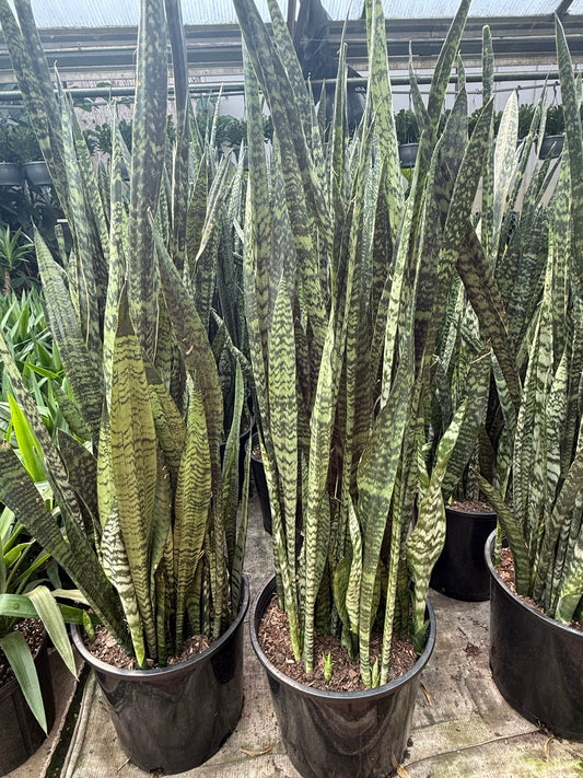 Sanseveria ‘Wintergreen’