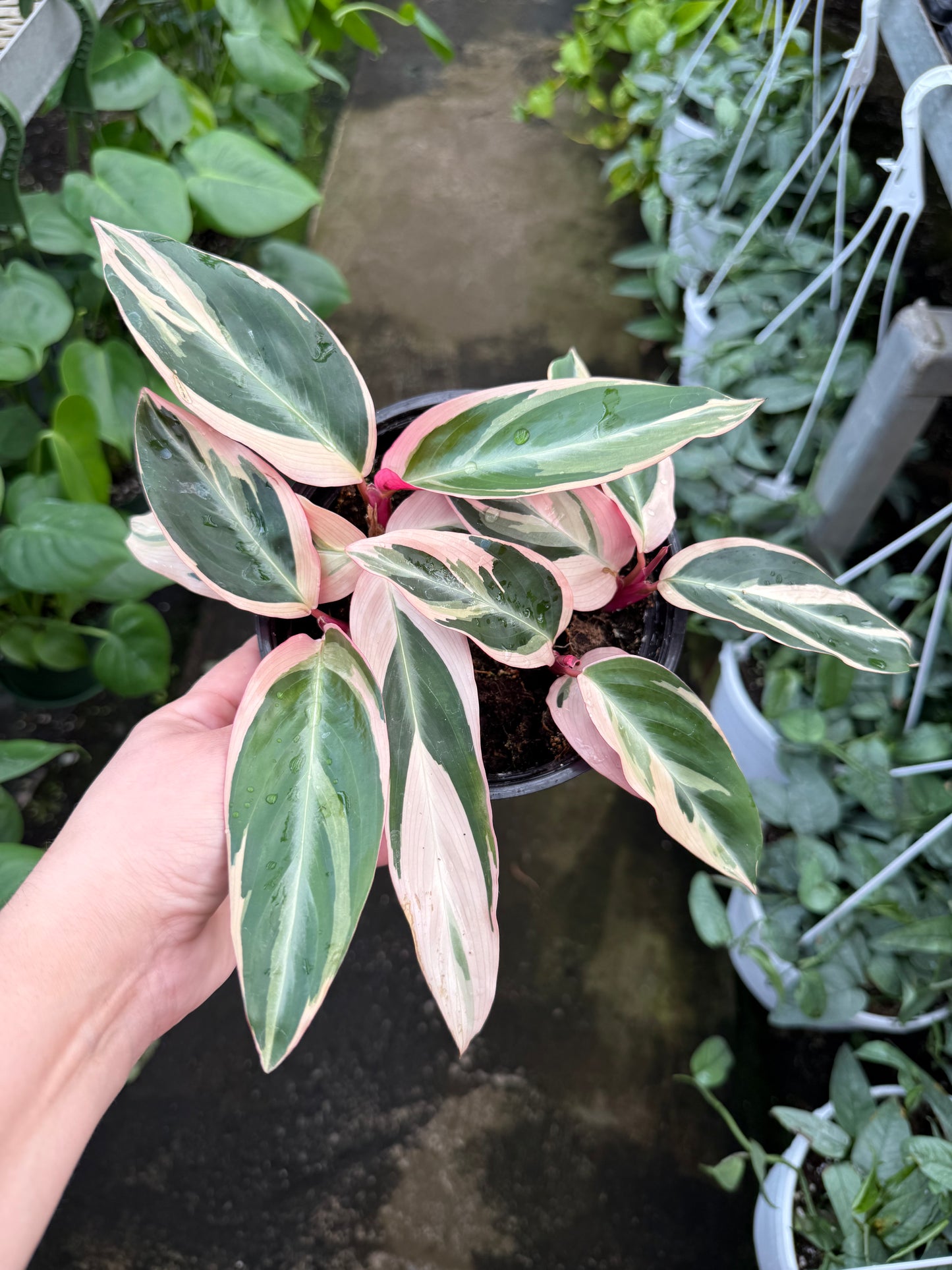 Stromanthe Trio Star