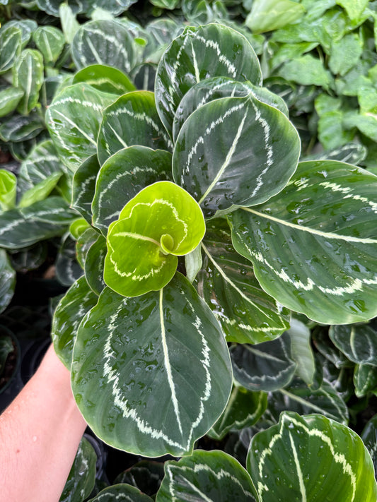 Calathea ‘Green Lipstick’