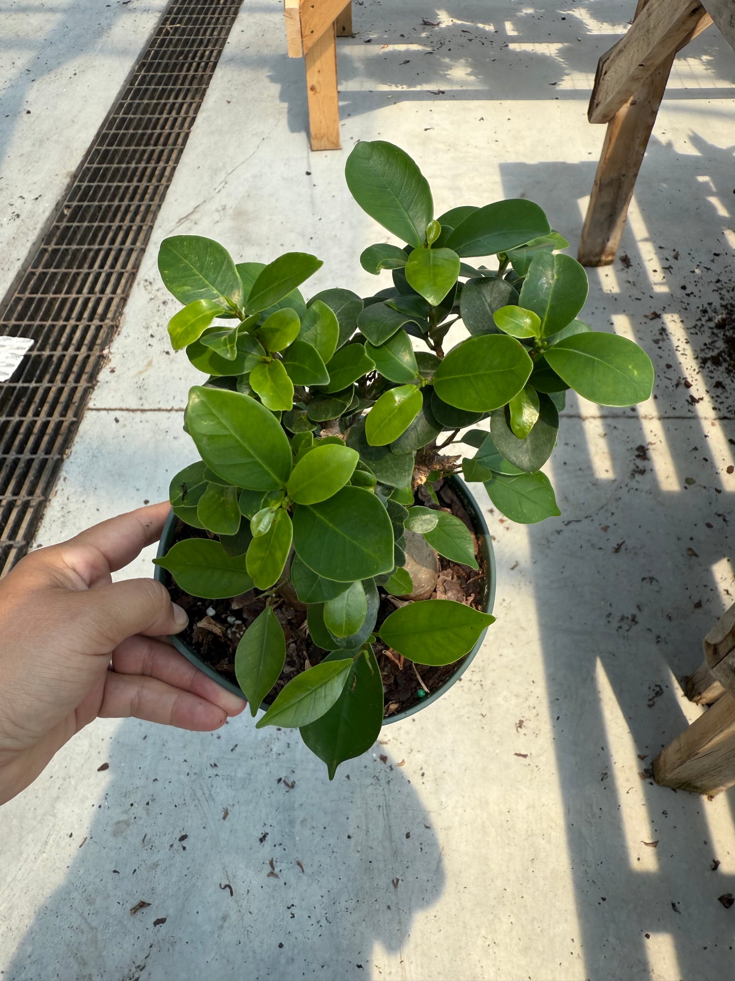 Ficus Ginseng