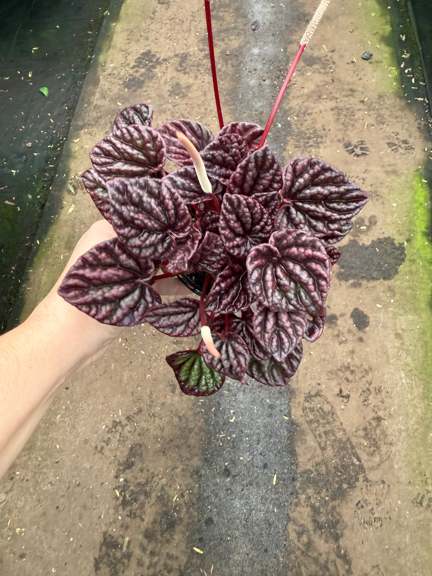 Peperomia ‘red margin’