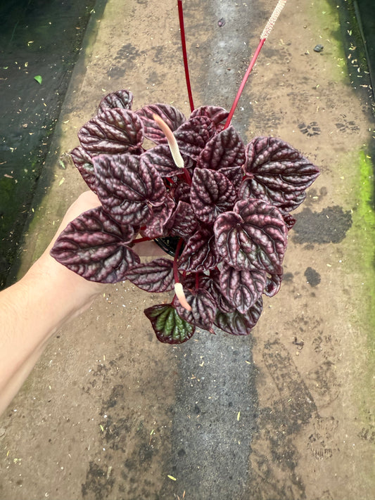 Peperomia ‘red margin’