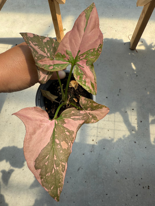 Syngonium ‘Pink Splash’