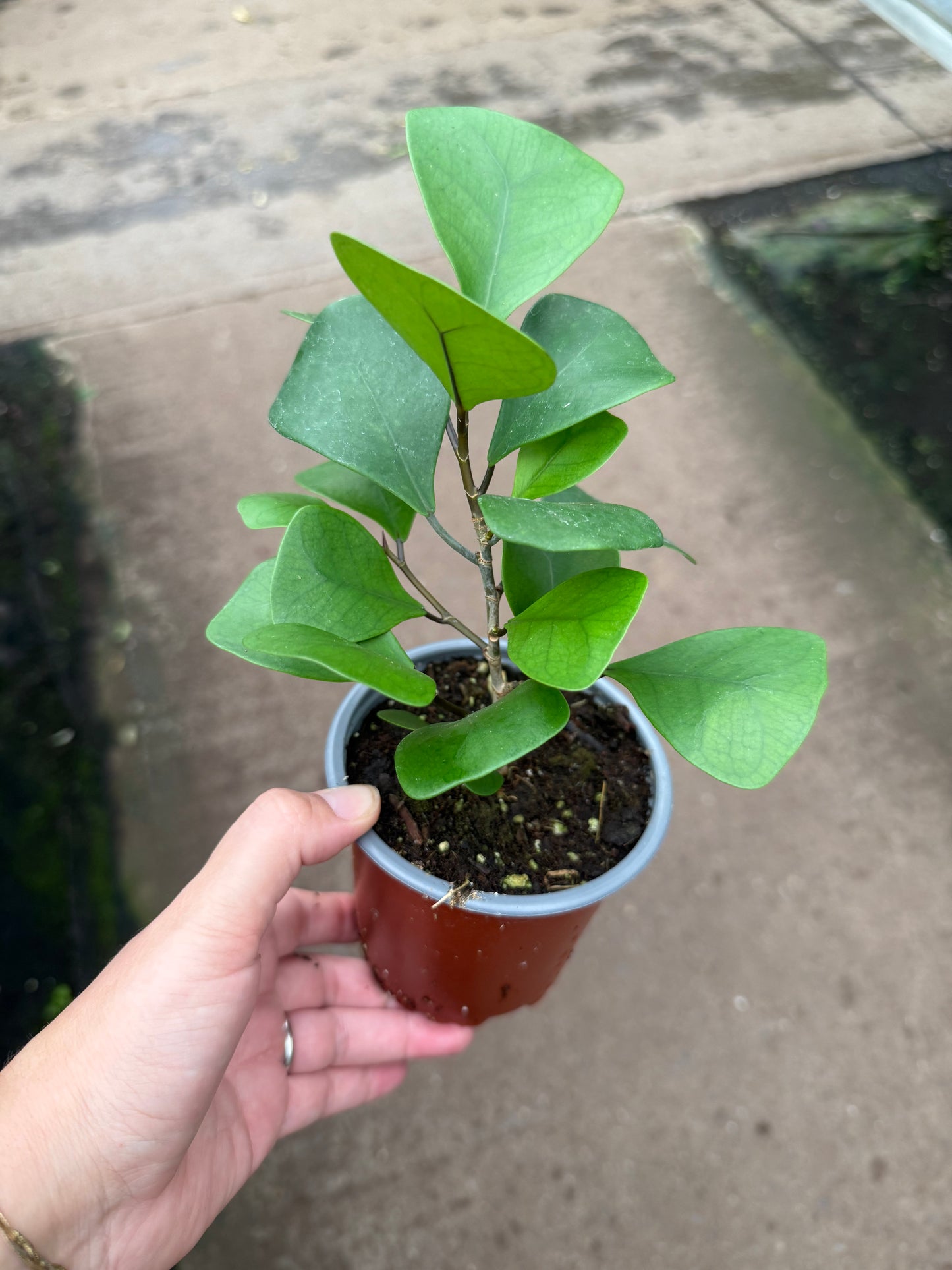 Ficus Natalensis
