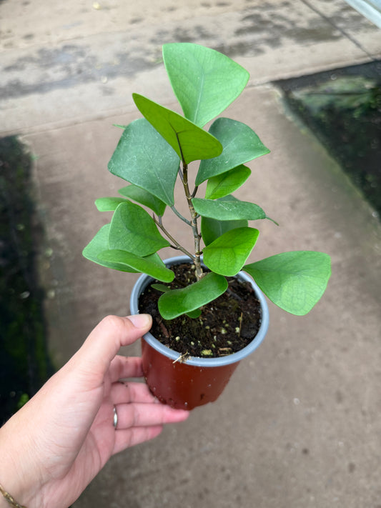 Ficus natalensis