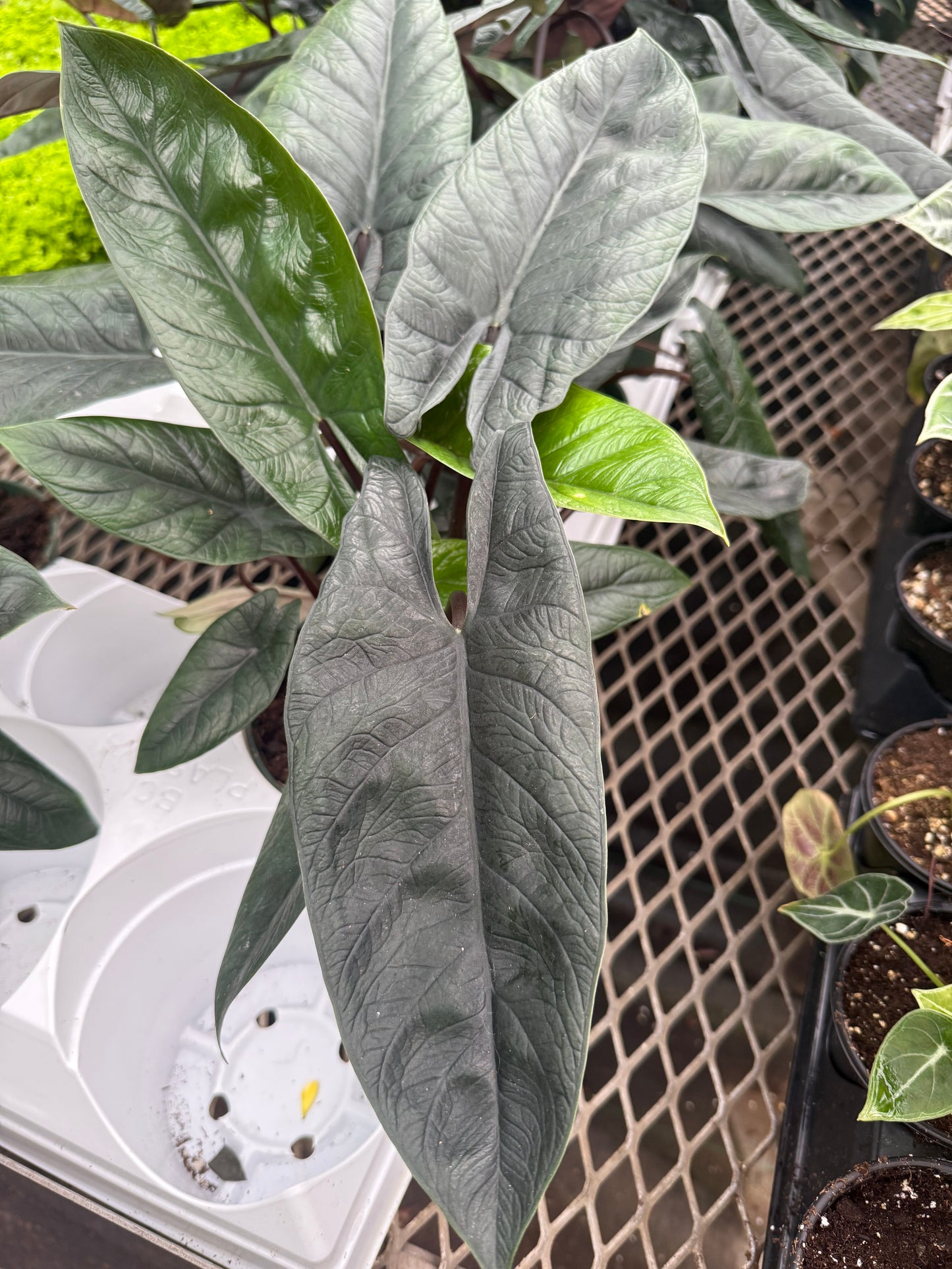 Alocasia ‘Scalprum’