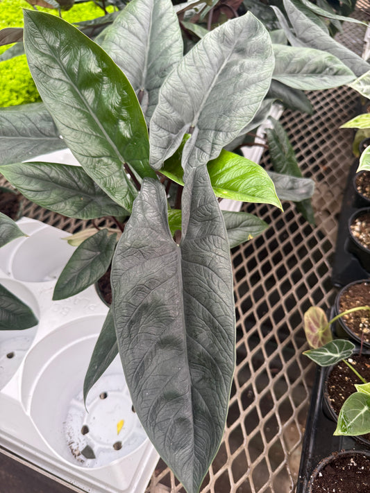 Alocasia ‘Scalprum’