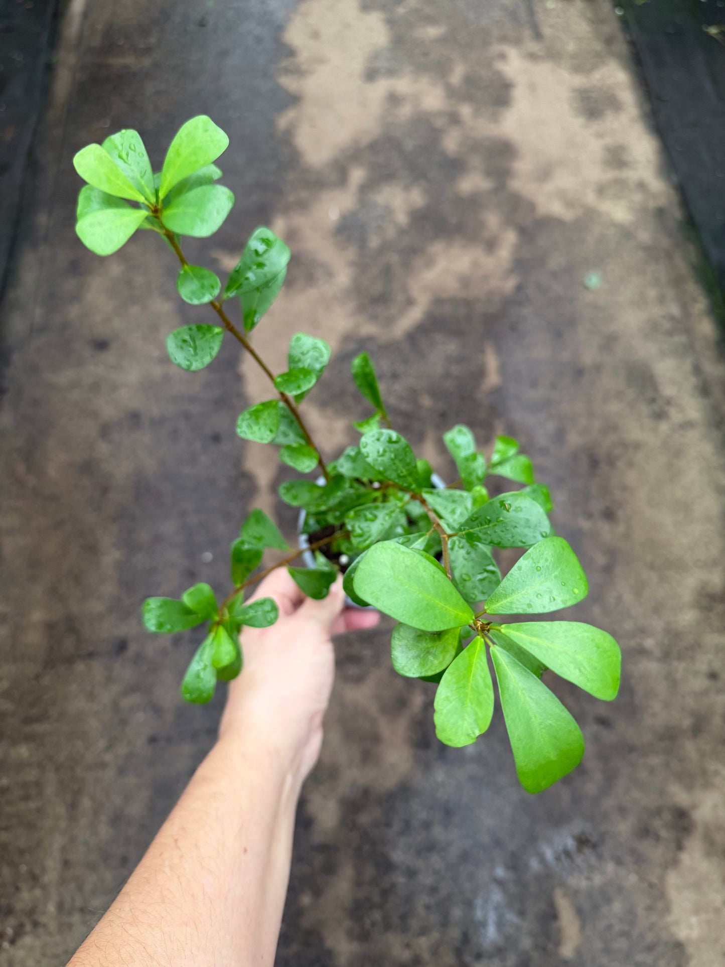 Ficus Lingua