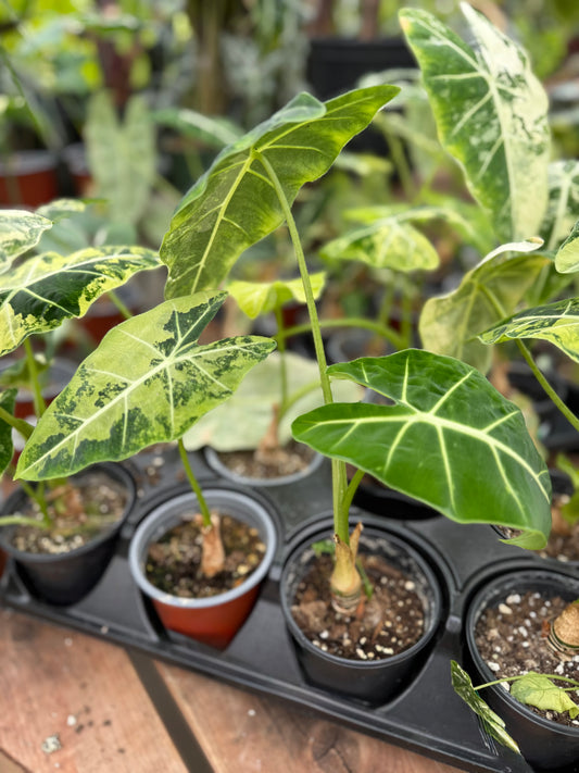 Alocasia Frydek Panache Variegated
