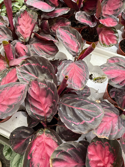 Calathea Purple Rose