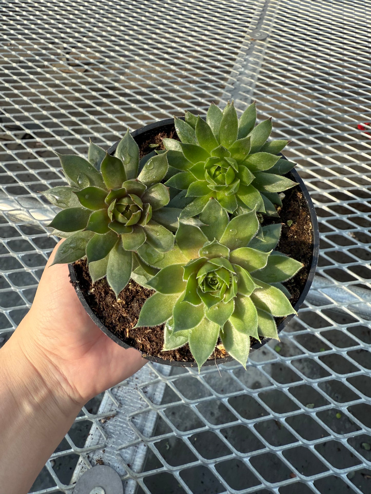Trio Sempervivum