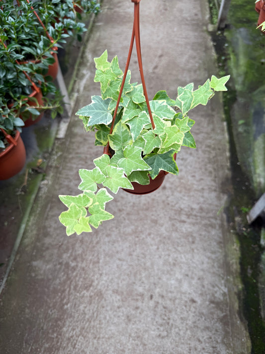 Hedera helix 'Gold Child Ivy'