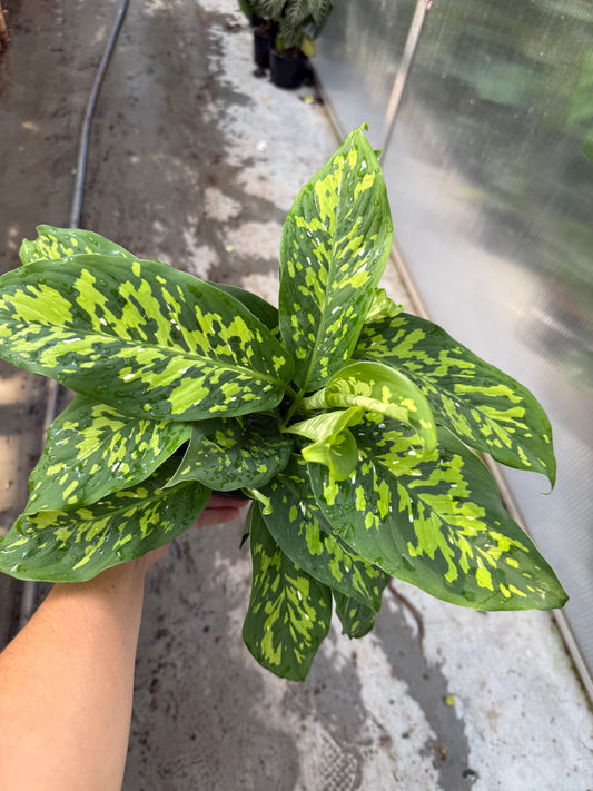 Dieffenbachia ‘Cheetah’