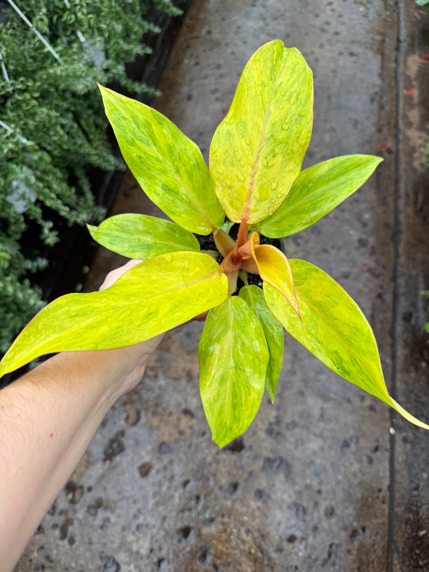 Philodendron ‘Orange Marmalade’