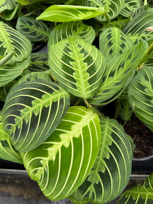 Maranta “Lemon Lime”