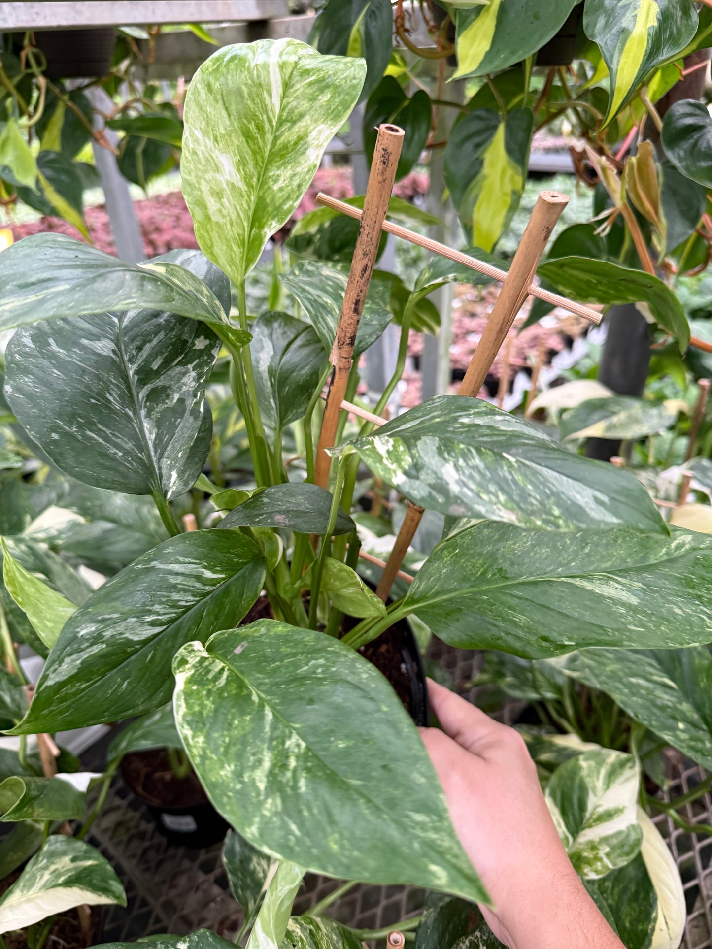 Monstera lechleriana Variegata