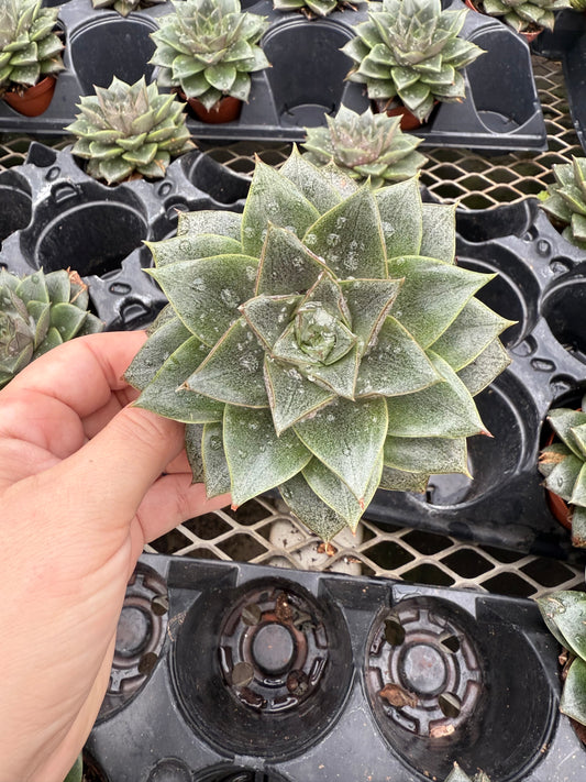 Echeveria 'Porposeron'