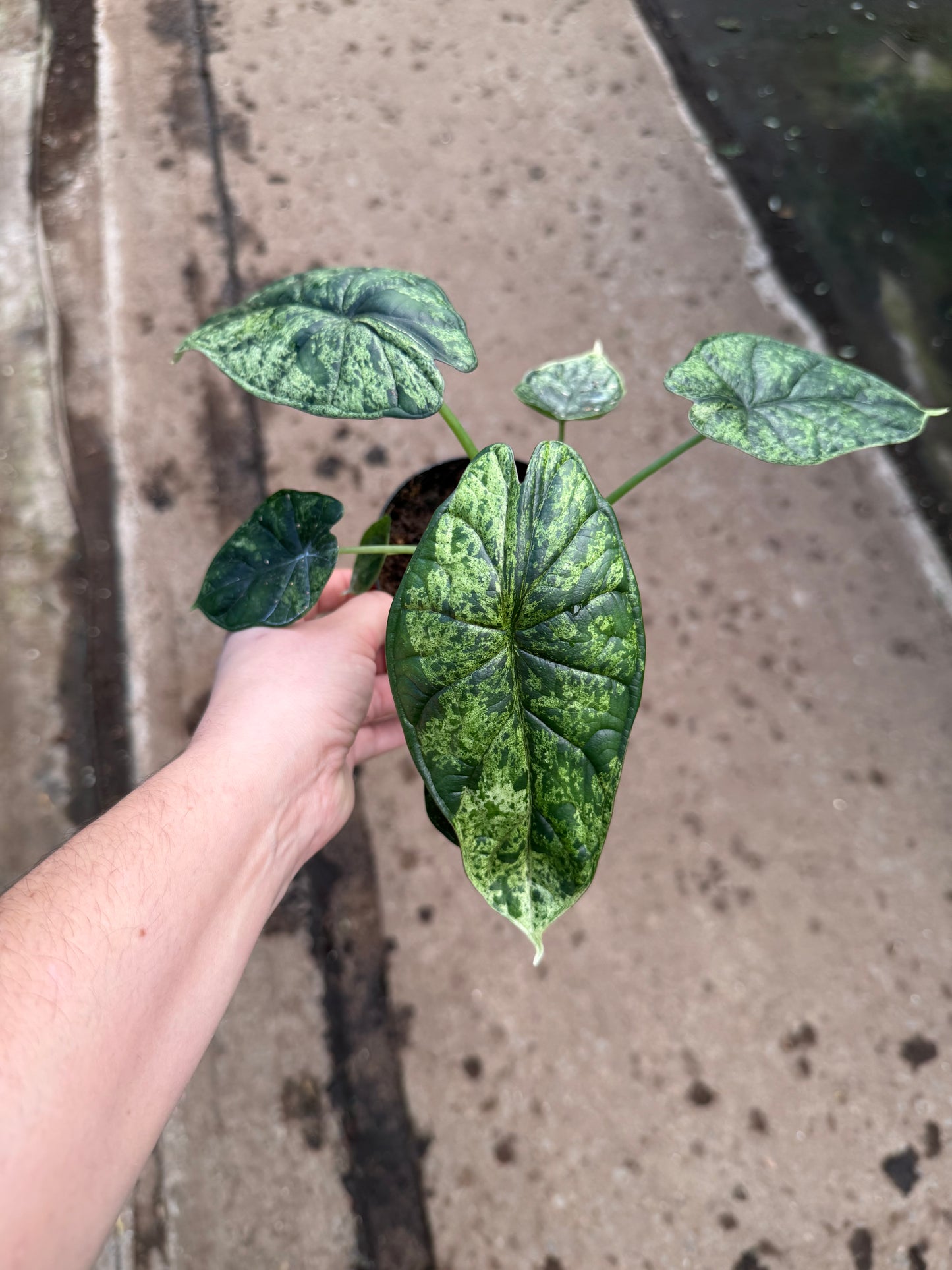 Alocasia ‘Dragon Scale Mint’ Variegata