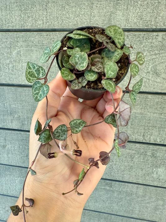 Ceropegia woodii – String of Hearts