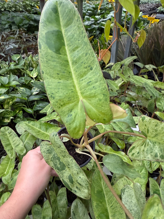 Philodendron ‘Paradiso Verde’