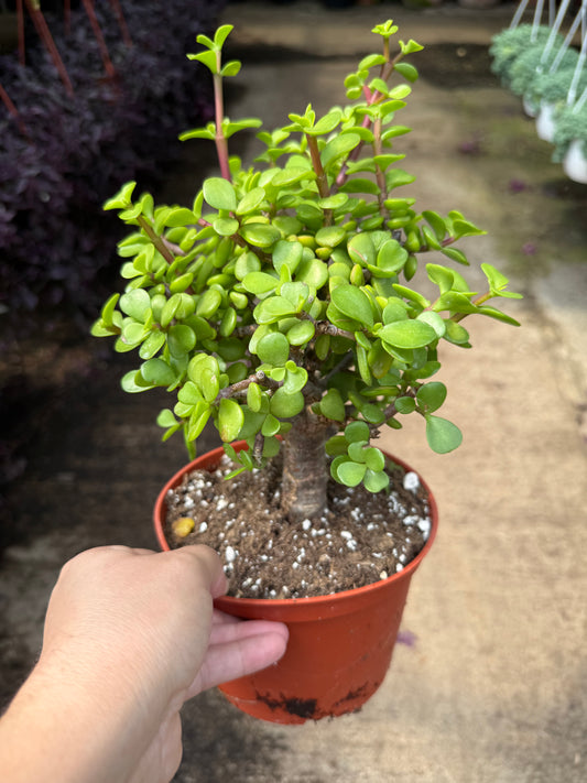 Portulacaria Afra