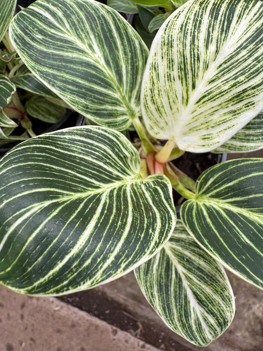 Philodendron ‘Birkin’