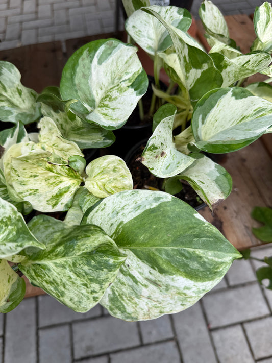 Pothos Manjula