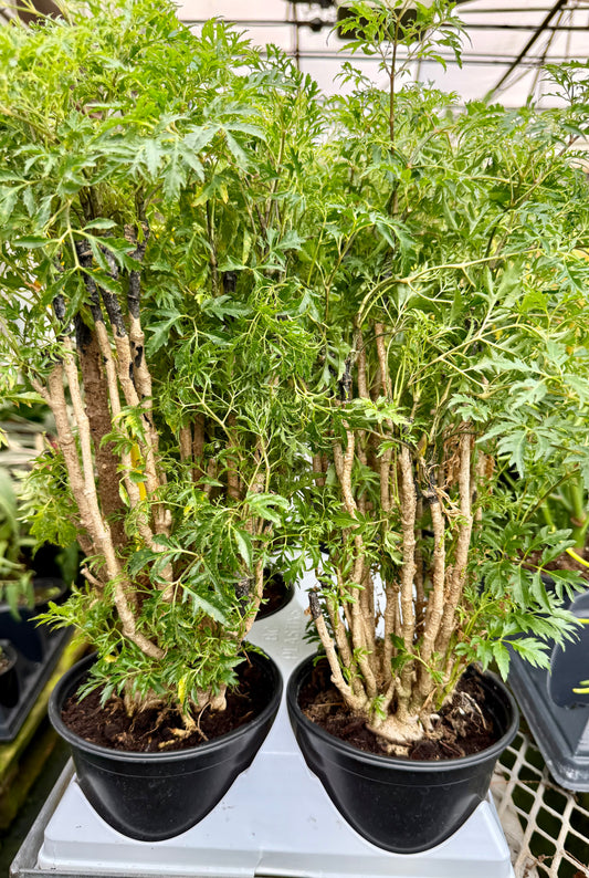 Aralia Ming Cane
