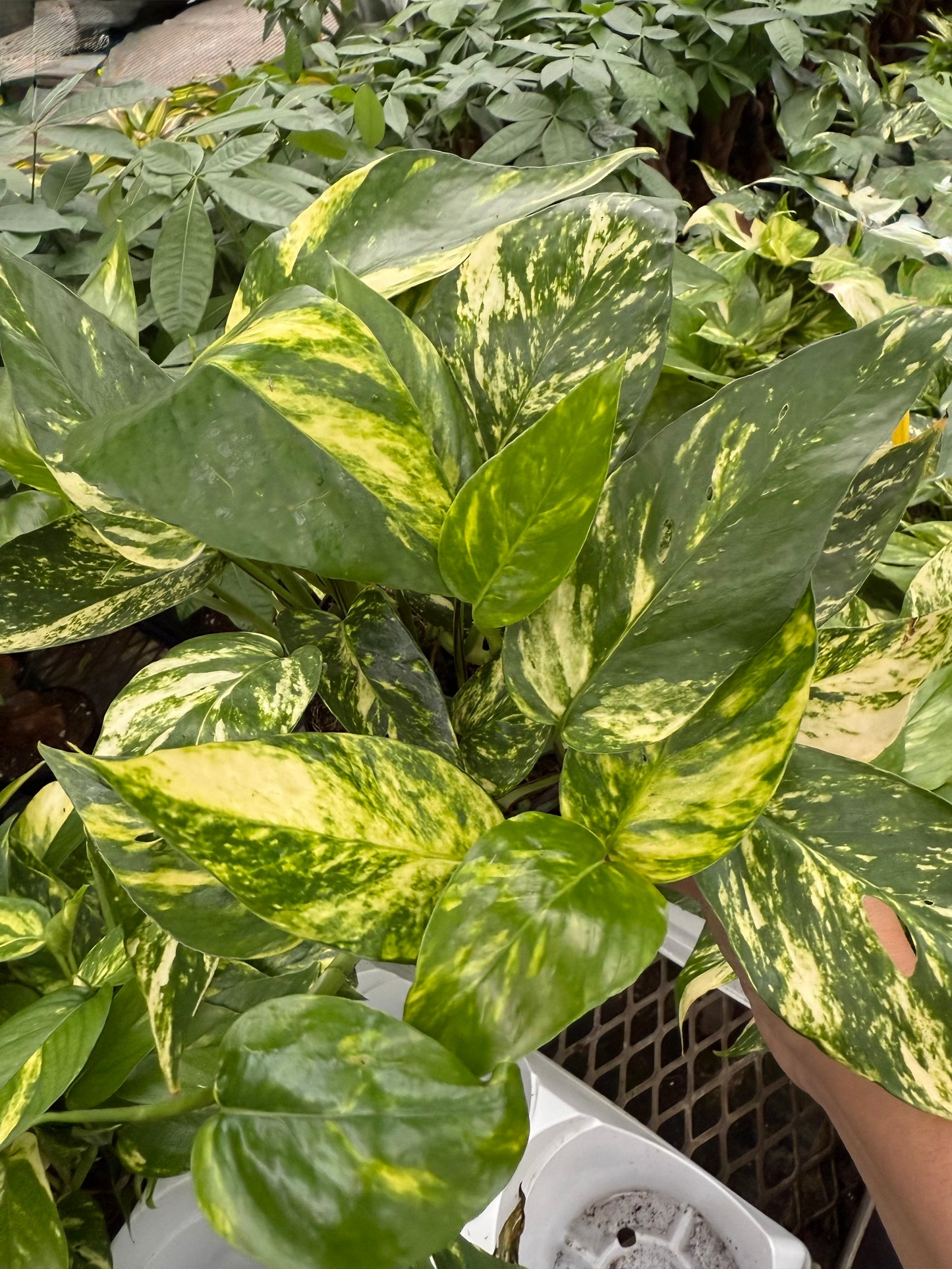 Epipremnum pinnatum ‘Yellow Sunrise